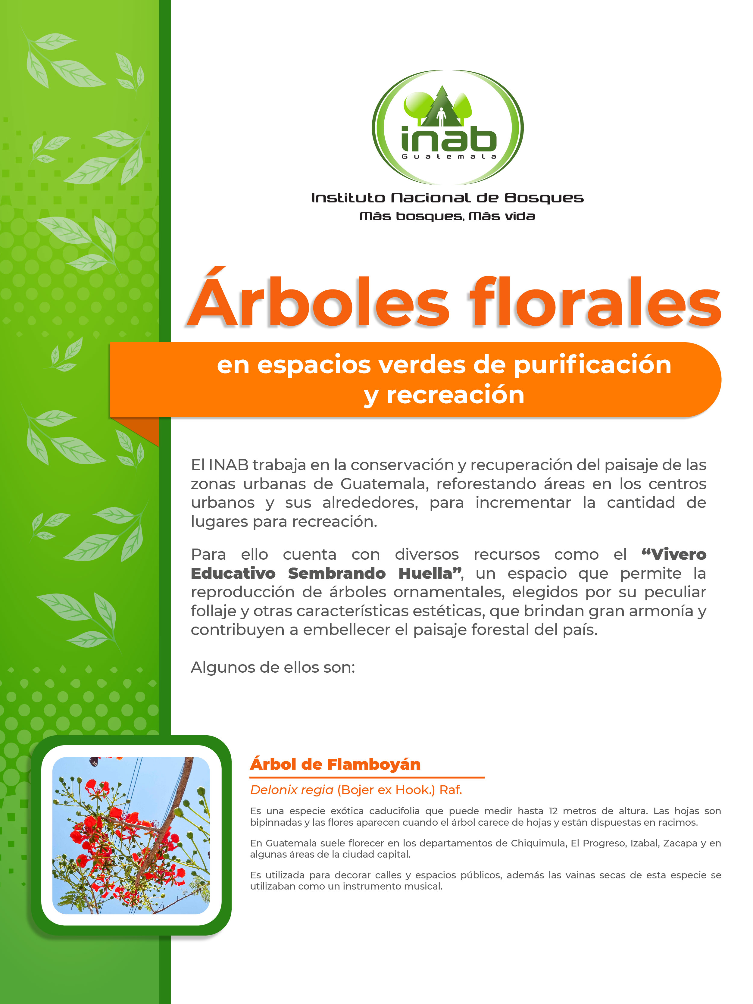 030623 InfografíaÁrboles