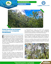 Boletín Cunén protege sus bosques y su futuro con el programa PROBOSQUE web Portada web