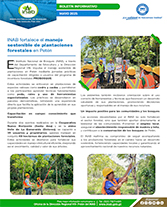 PORTADA WEB Boletín plantaciones peten